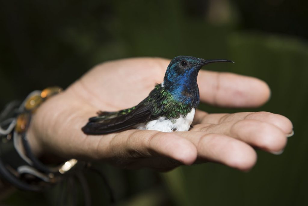 Females of a hummingbird species imitate the appearance of males to avoid harassment |  Science