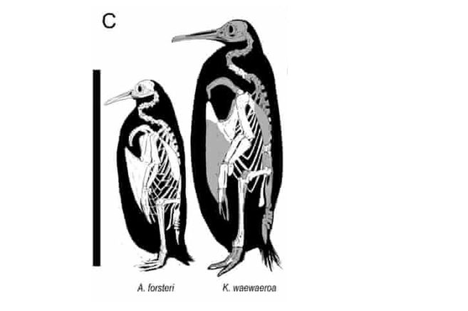 New penguin species have been identified in New Zealand