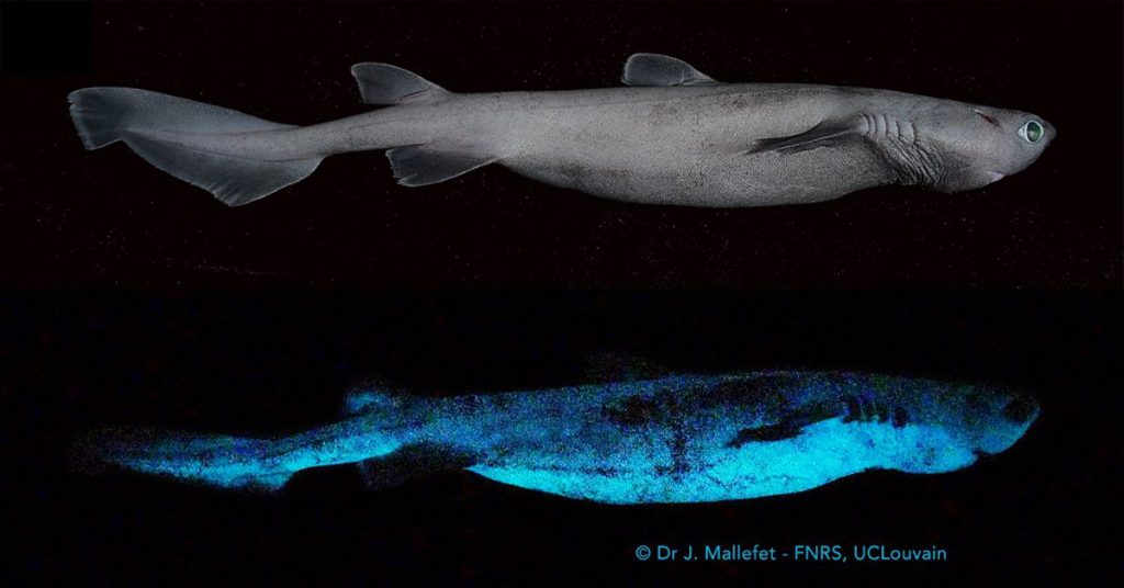 Three glossy dark shark species found in New Zealand |  Science