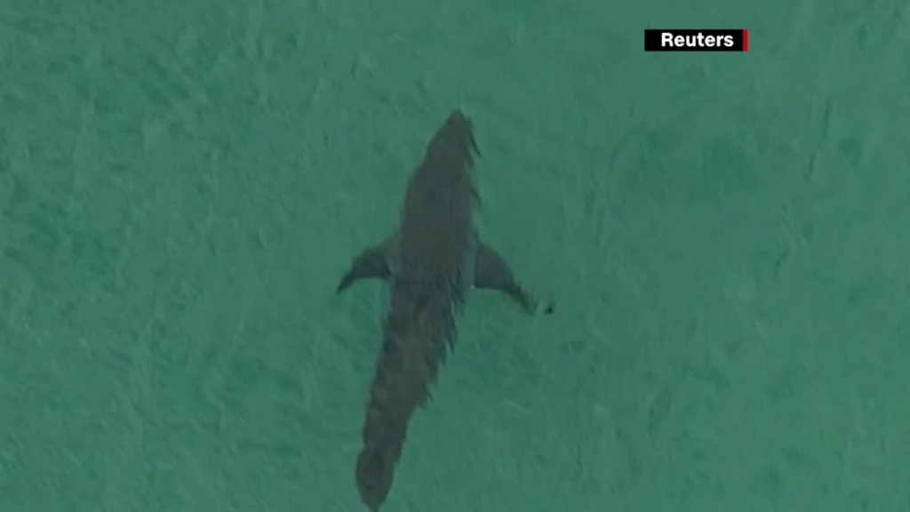 Australia: Surfer dies in suspicious shark attack