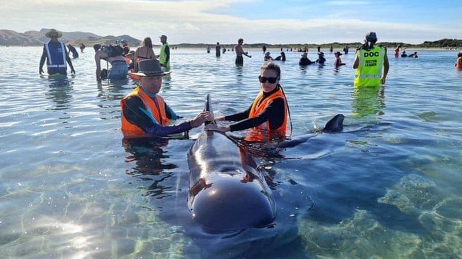     Whale Rescue in New Zealand 2021024