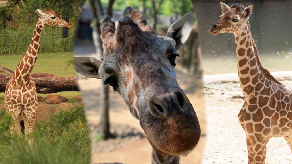 Giraffe death inquest at Dallas Zoo
