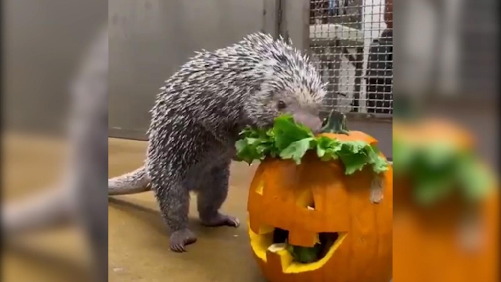 Halloween is coming to the Cincinnati Zoo