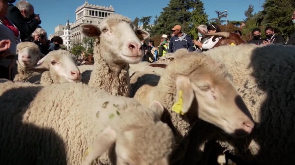 A traditional Spanish festival attended by sheep and goats