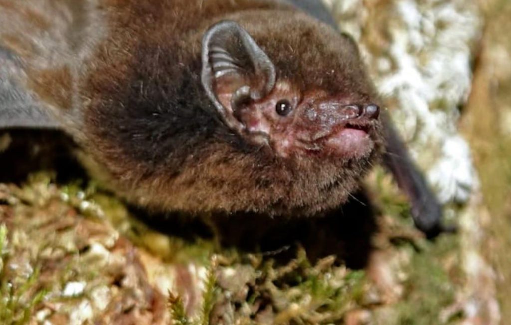 New Zealand's 'Best Bird of the Year' ... a bat - here's why