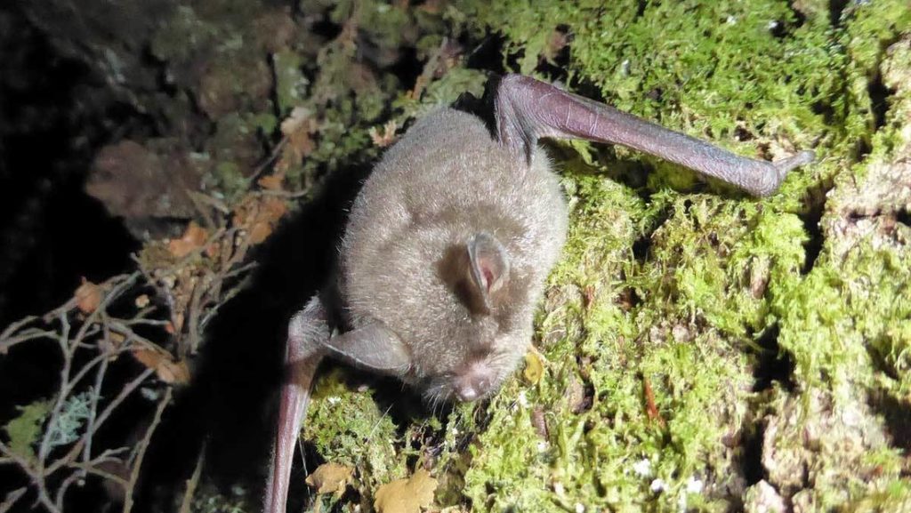 Bats selected as New Zealand 'Bird of the Year'