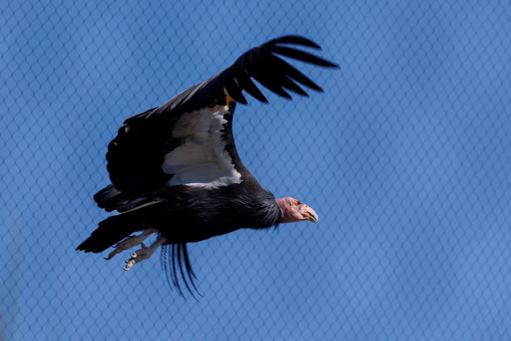 California: Two critically endangered condors develop young due to asexual reproduction |  Science