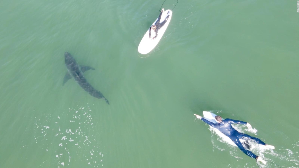 Take a look at these big white shark approach surfers