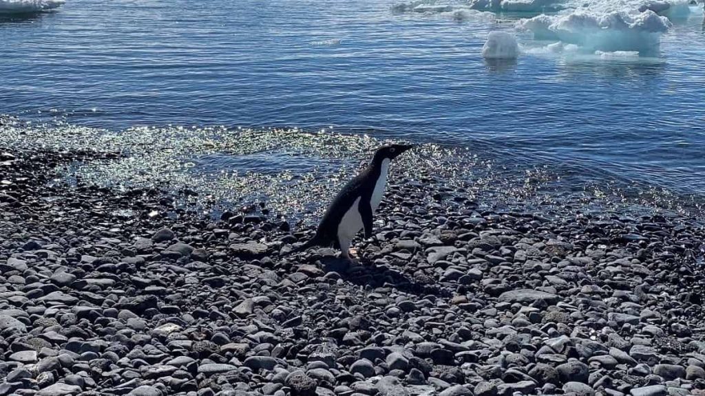 The penguin traveled 3,000 kilometers from the South Pole to New Zealand