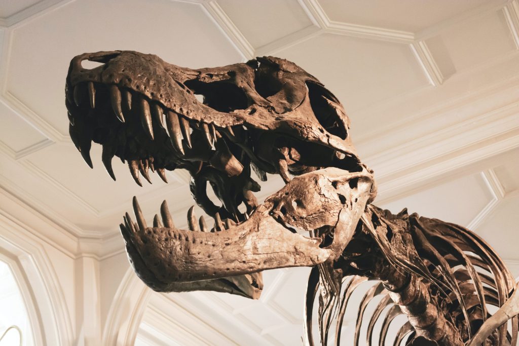Fossils are dinosaur bones and other misconceptions about them
