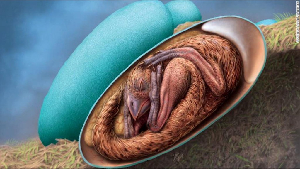 Unique photo: intact dinosaur embryo fossil