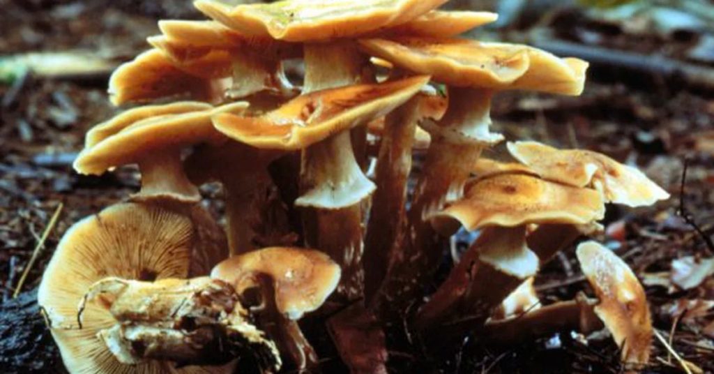 The largest living creature on this planet is a mushroom, and scientists are seeking to understand why