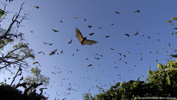 Numerous bats fly, blue sky in the background.