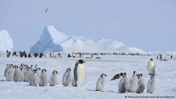 Group of breeding and adult emperor penguins.