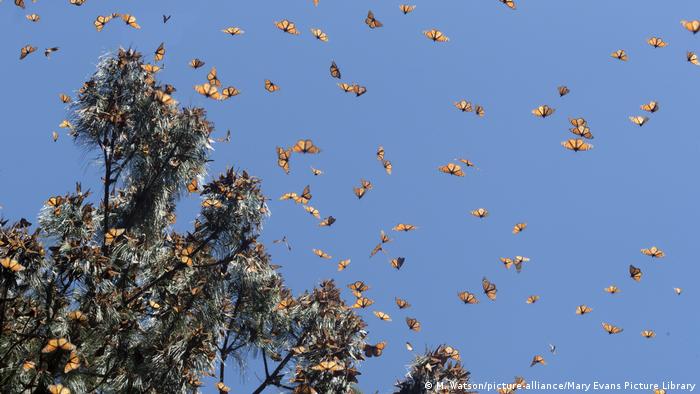 Numerous orange and black monarch butterflies fly around a tree.