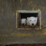Polar bears “invade” a deserted island (+ photos)