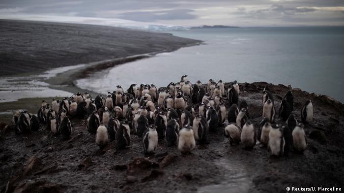 Fiji Antarctic Exhibition Penguins (Reuters / U. Marcelino)