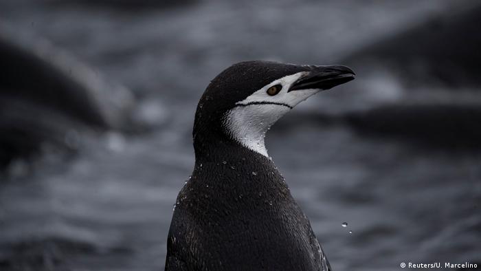 Fiji Antarctic Exhibition Penguins (Reuters / U. Marcelino)