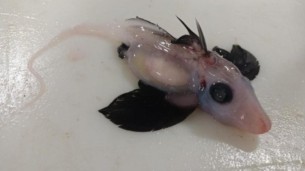 A ghost shark puppy in New Zealand, a rare and accidental discovery