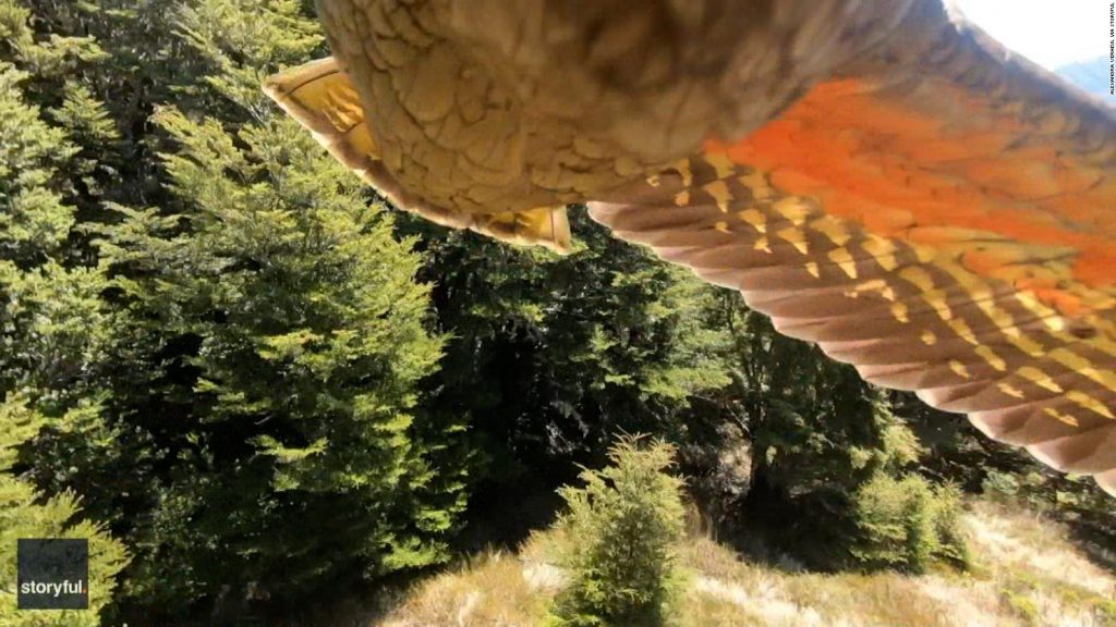 The New Zealand parrot steals a GoPro and shoots it to escape