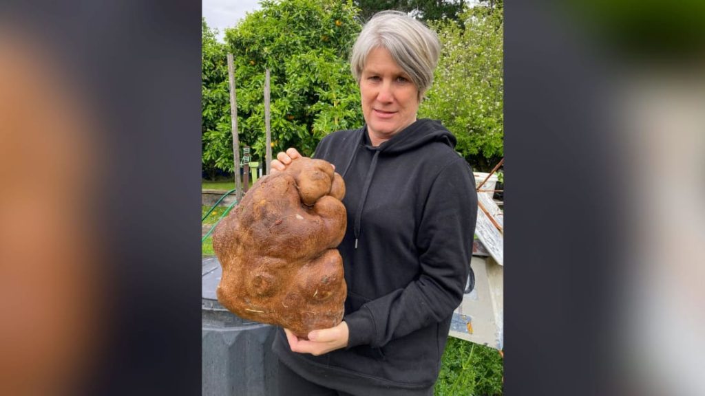 Is this giant potato the heaviest in the world?