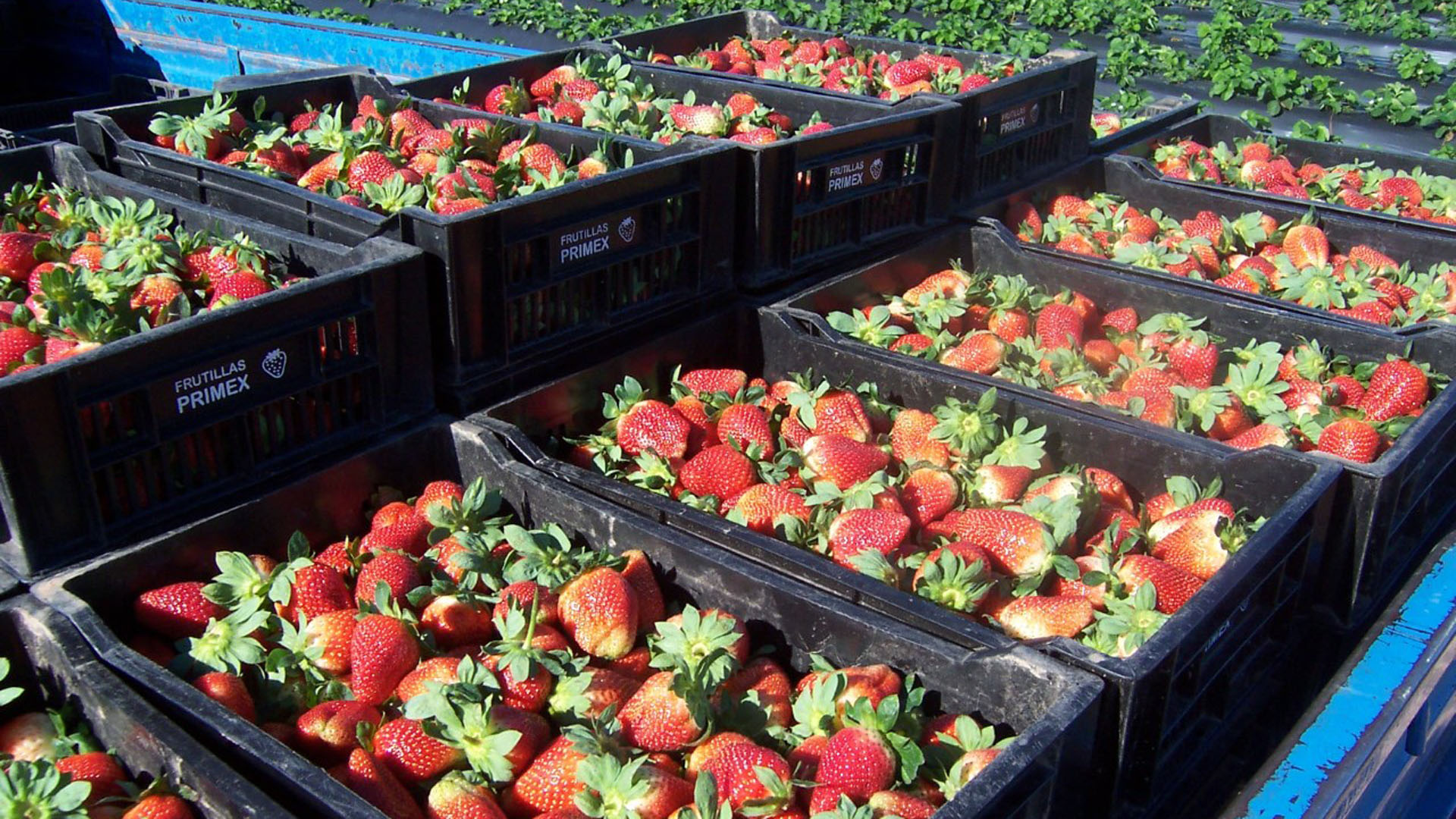 Picking strawberries is one of the many temporary farm jobs to work in New Zealand
