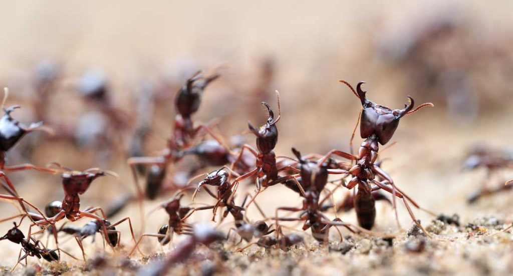 Ants can "smell" cancer;  This is how scientific study progresses