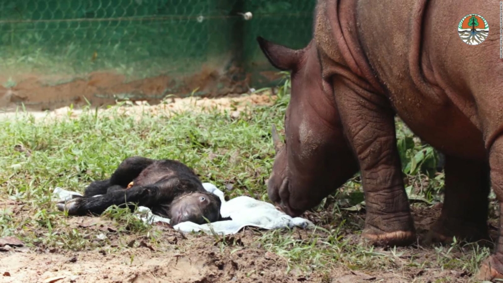 Rare rhino born in Indonesia