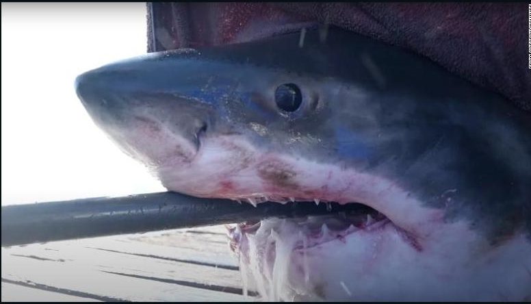 A white shark weighing more than 700 kg swims off the coast of Florida