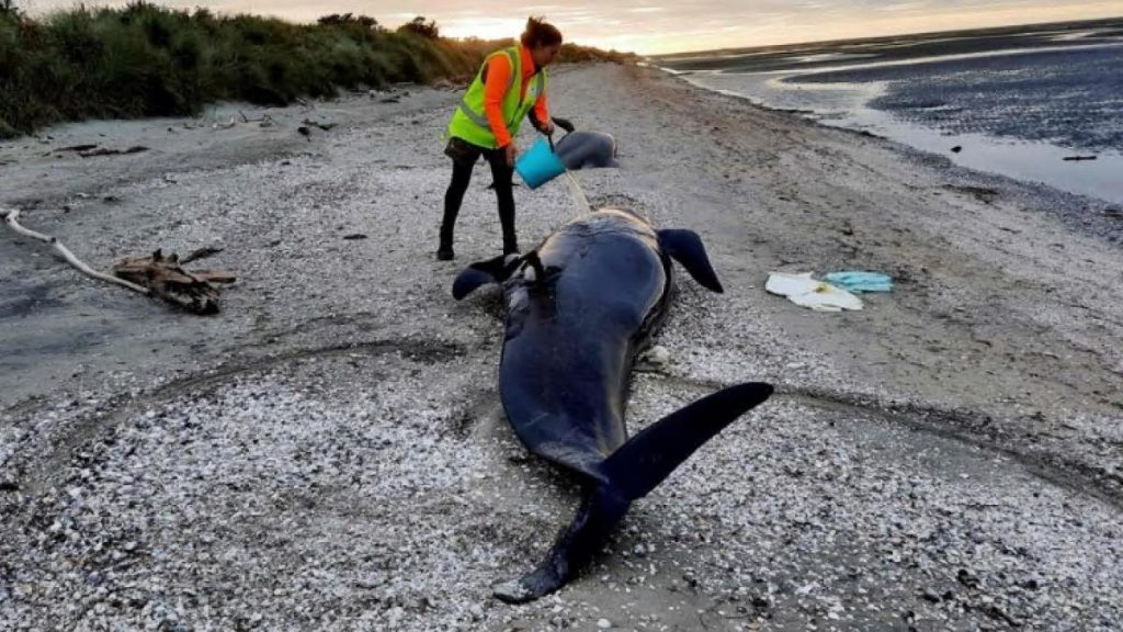 More than thirty pilot whales are largely stranded in New Zealand