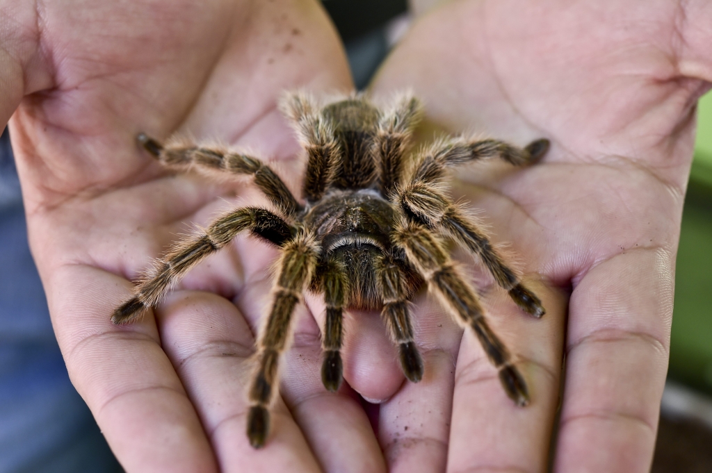 They confiscated 140 tarantulas being smuggled to Mexico