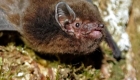 A bat, 'New Bird of the Year' in New Zealand