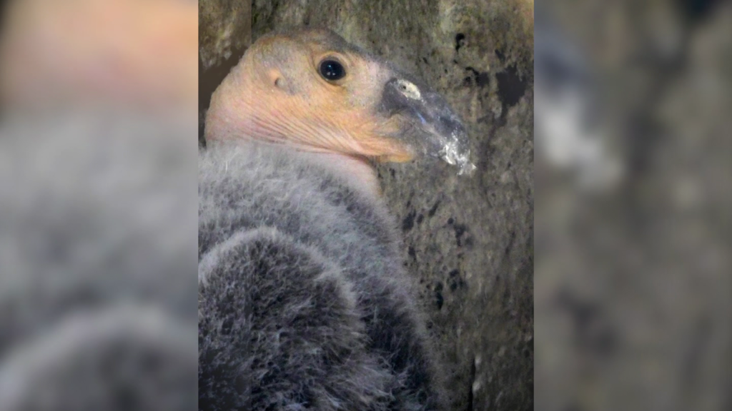 Condor baby born at Chabuldebek Zoo
