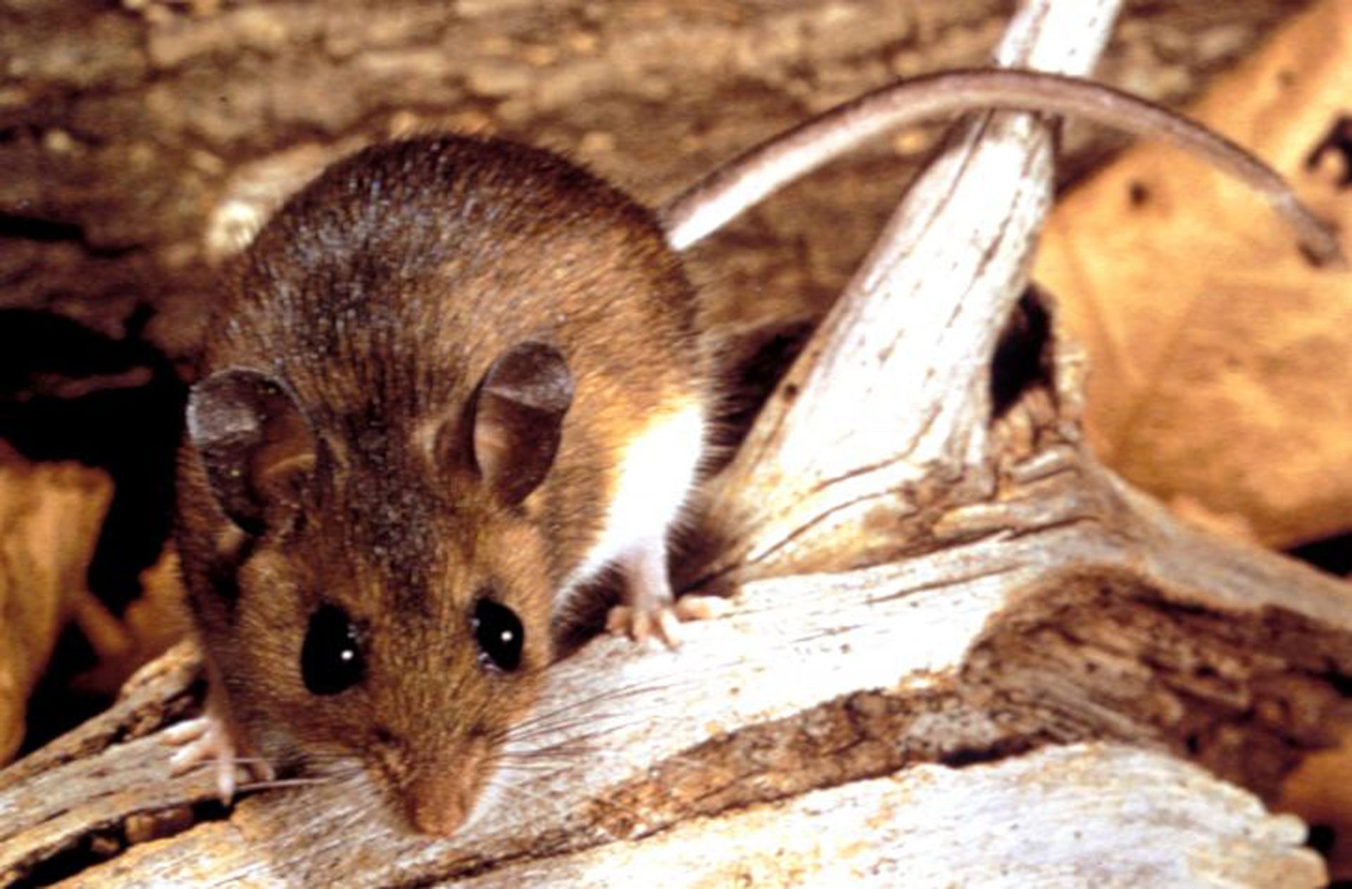 Hantavirus is a viral, contagious, global disease caused by the virus of the same name, and for infection to occur, contact with animal species, usually wild, is necessary.