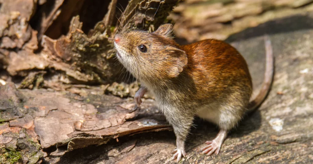 The Andean hantavirus strain is the one that produces the highest human mortality rate in the country