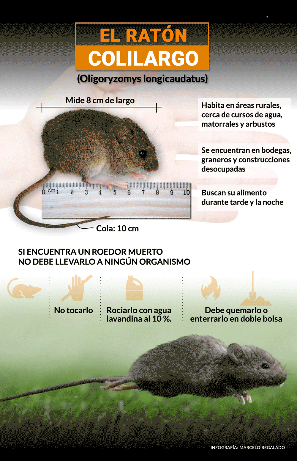 The long-tailed mouse is a type of rodent that can transmit disease