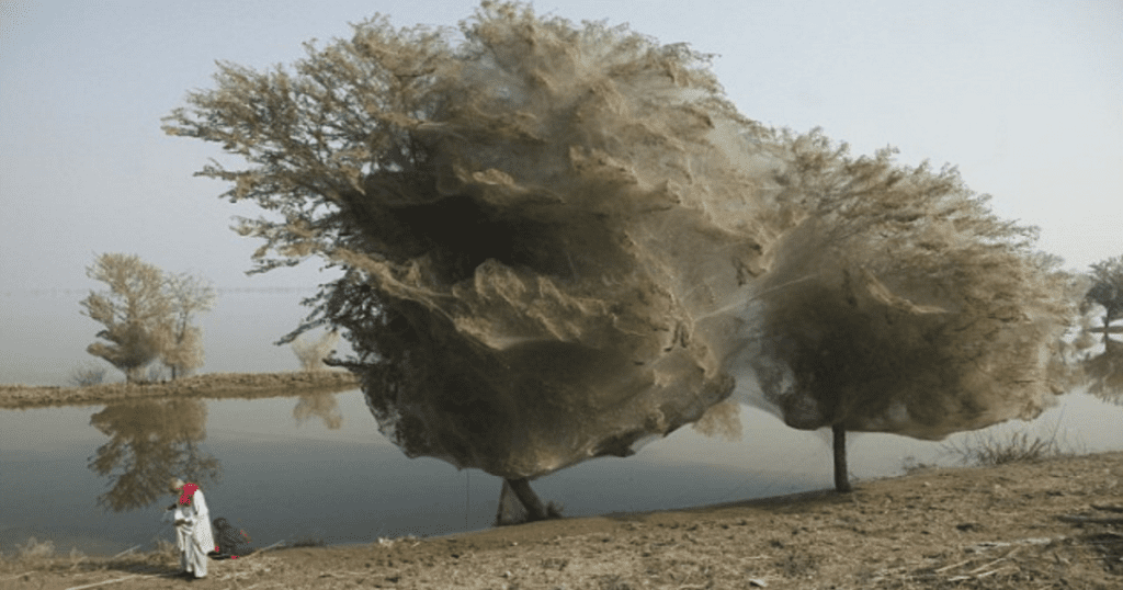 These trees look like cotton candy, but the explanation is as interesting as it is scary