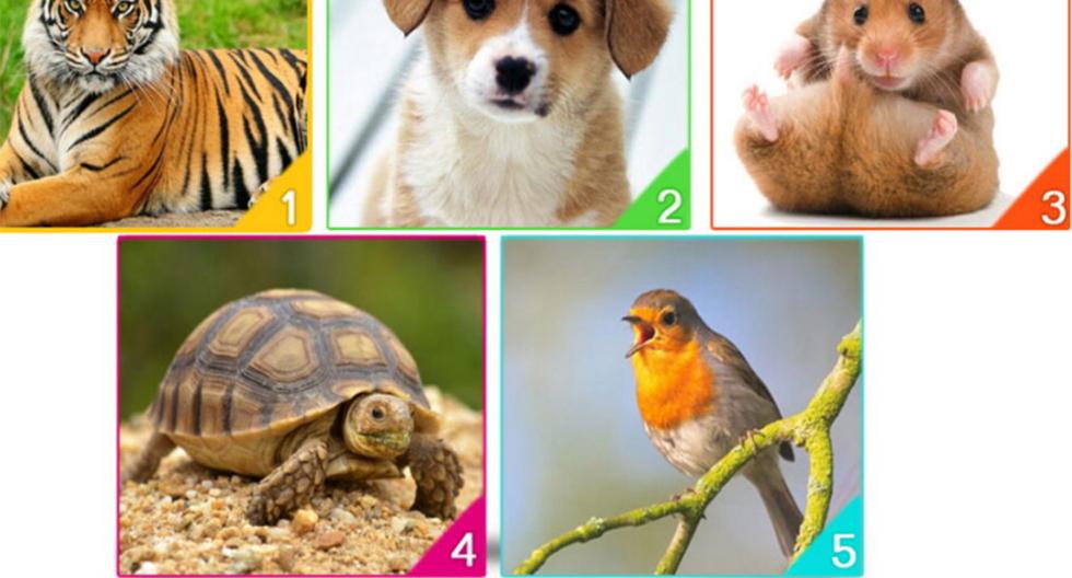 What animal will you adopt?  Your choice in this personality test will reveal your true emotional state |  Psychological test |  viral |  nnda nnrt |  Mexico