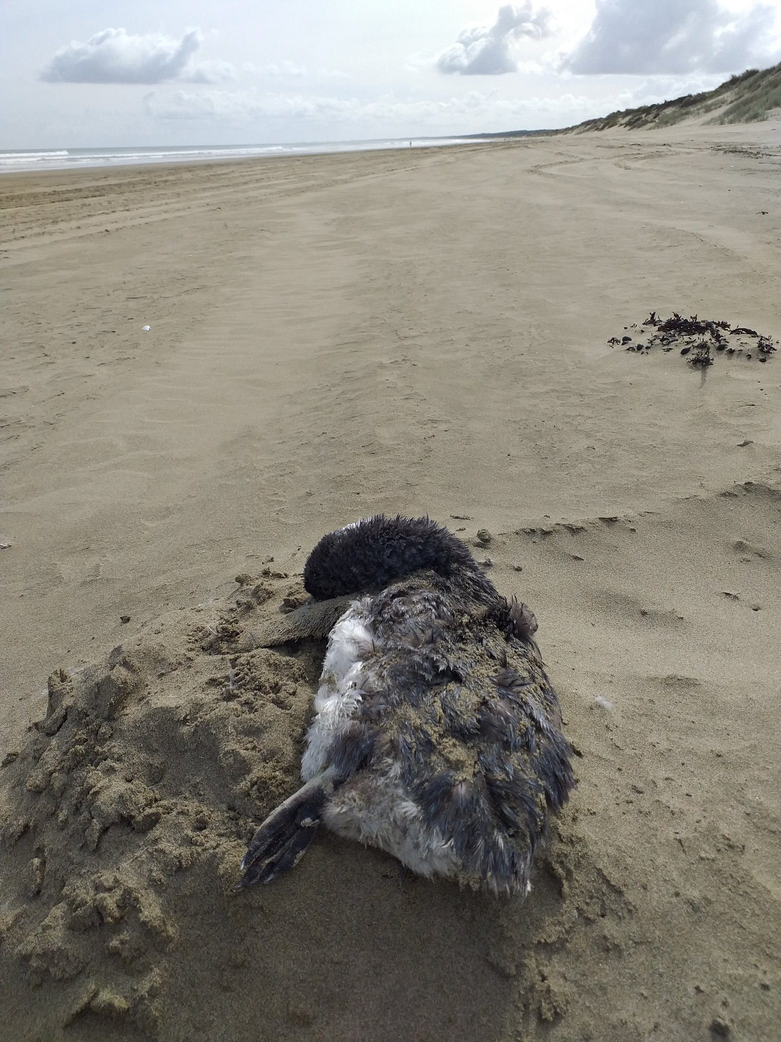 Locals can often find dozens and hundreds of blue penguins lying dead on the beaches.