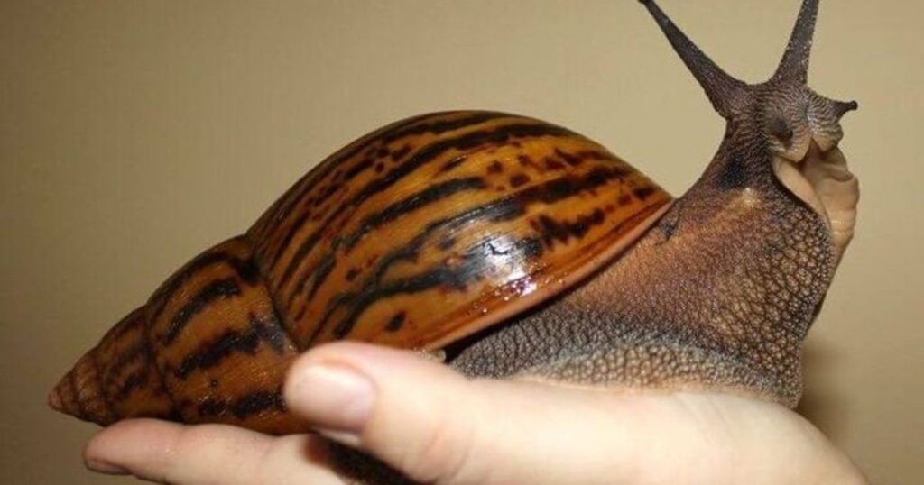 Why the giant snail can affect the human brain