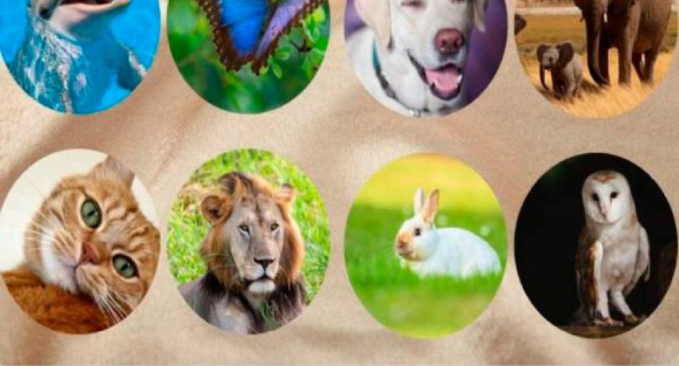 Here choose an animal from the personality quiz and find out what you are passionate about in life today |  Viral Challenge |  Psychological test |  viral |  directions |  Mexico |  MX |  Mexico