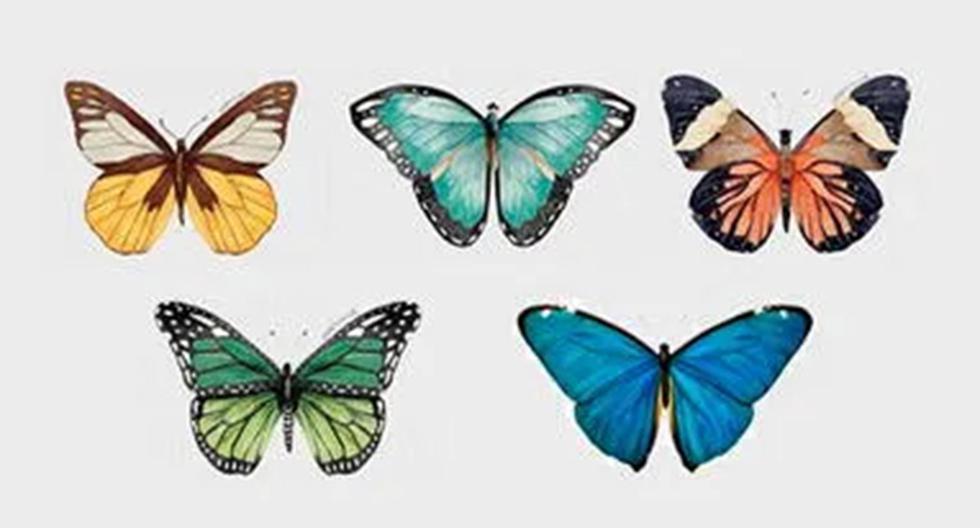 ▷ Are you afraid of commitment?  Choose a butterfly in this personality quiz and find out |  Mexico