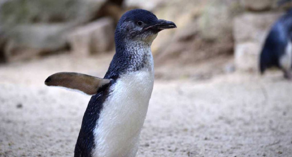 Almost 200 blue penguins were found dead on the shore