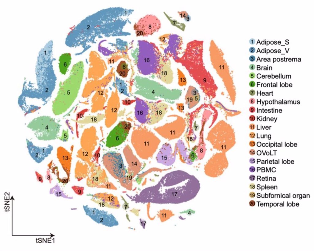 BGI completes the world's first single-celled lineage atlas of whole pig body