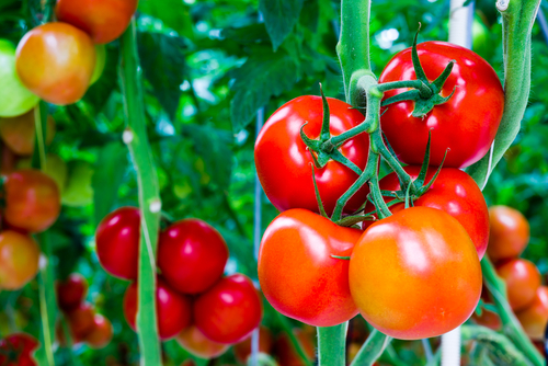 USDA proyecta alza en las exportaciones de tomates mexicanos
