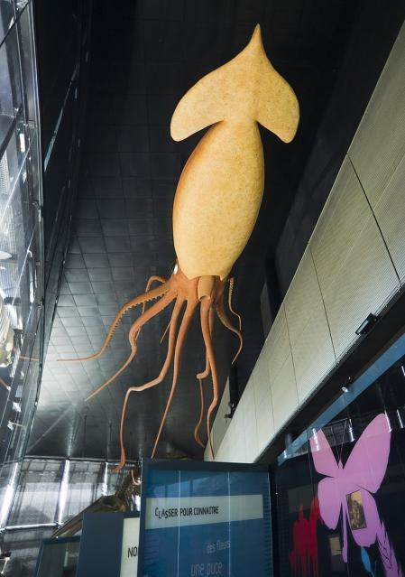 Reproduction of a specimen of a giant squid 17 meters long in the Museum of Toulouse (France).