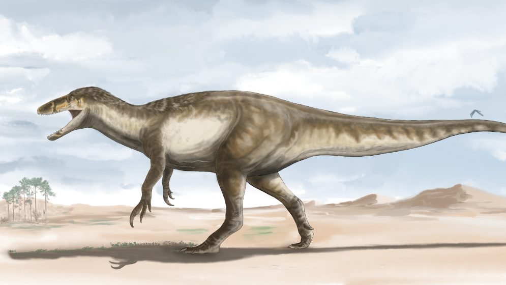 Reconstruction of a gigantic dinosaur whose remains were found in the Argentine province of Santa Cruz.