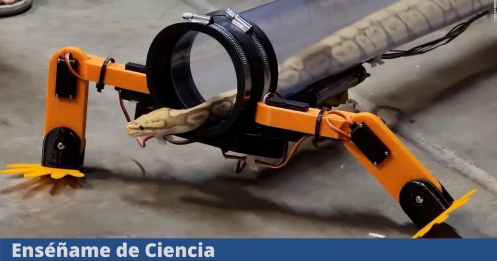 Video |  A snake lover built robotic legs for one person, and that's crazy - Teach me about science