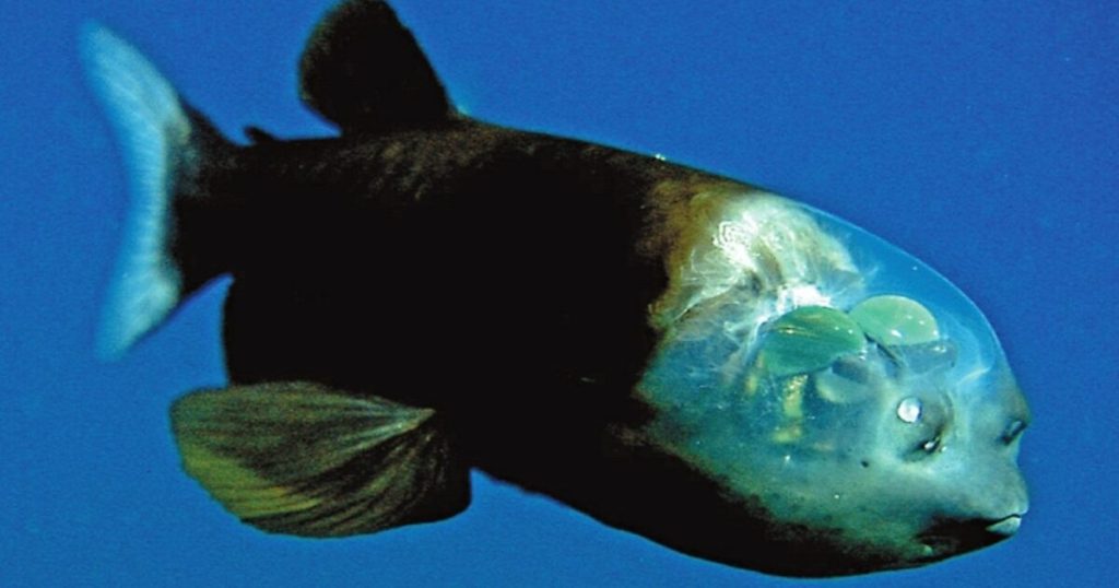 The eye of the barrel, a fish whose skin reveals organs such as the brain