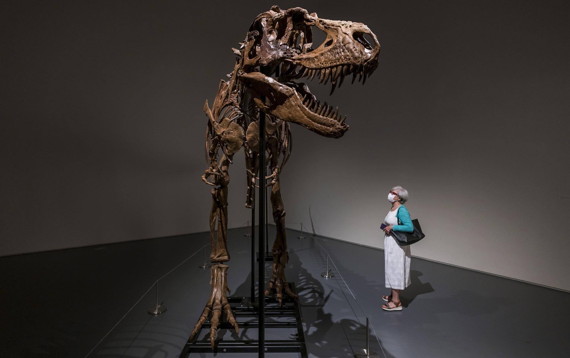 A person looks at a complete Gorgosaurus skeleton that will be auctioned in New York by Sotheby's.